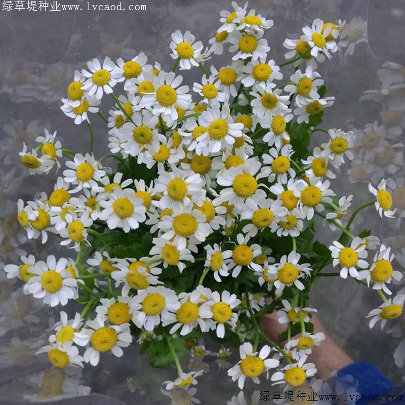 進(jìn)口小雛菊
