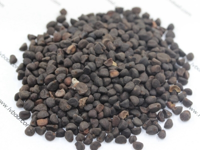 牽?；ǚN子價(jià)格_圖片_種植方法