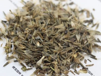 蛇鞭菊種子