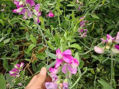 香豌豆種子
