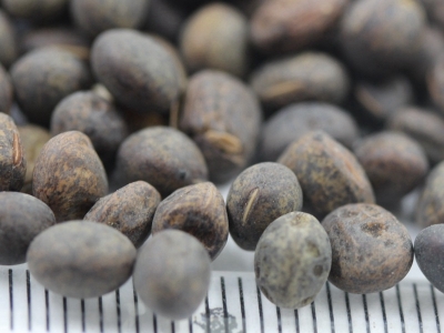 毛苕子種子的零售價格是多少？