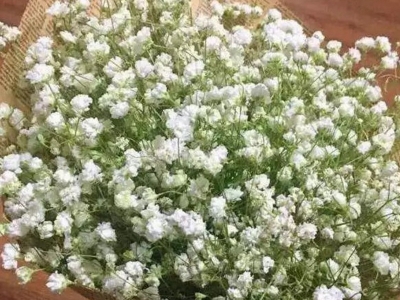 霞草種子應(yīng)該在幾月份播種？
