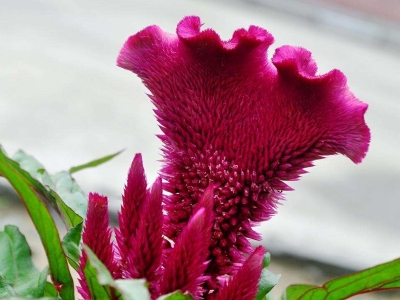 藥用雞冠花種子的播種時(shí)間是幾月份？