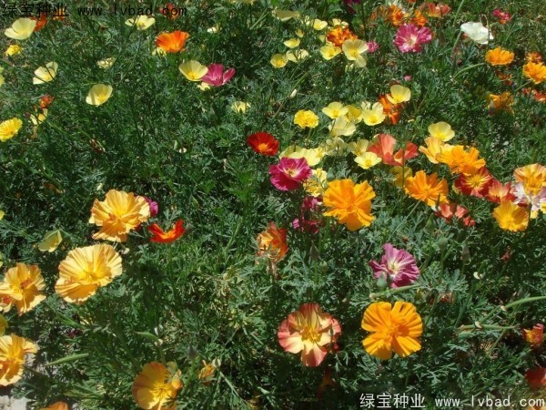 花菱草種子