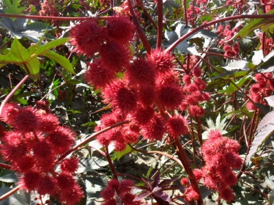 紅色蓖麻種子可以去哪里批發(fā)？