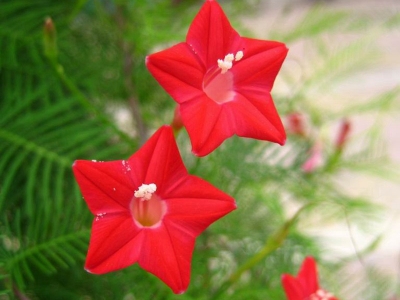 羽葉鳶蘿種子的播種時(shí)間是什么時(shí)候？