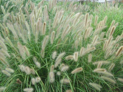 觀賞狼尾草種子應(yīng)該去哪兒批發(fā)？