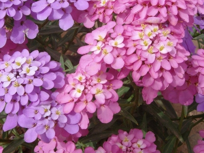 蜂室花種子應(yīng)該去哪兒買？