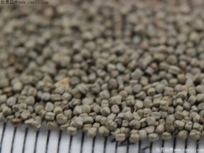 矮雪輪種子的種植方法和時間