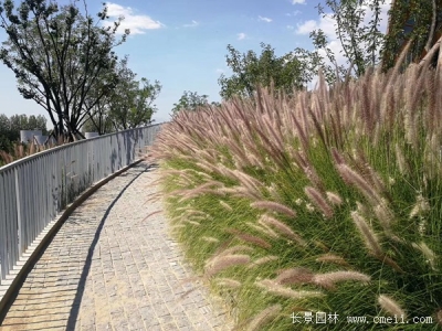 觀賞狼尾草種子幾天發(fā)芽？