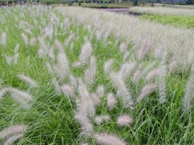 東方狼尾草種子幾天發(fā)芽？
