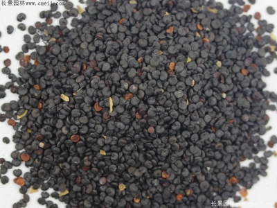 到哪里可以購(gòu)買肥皂草種子