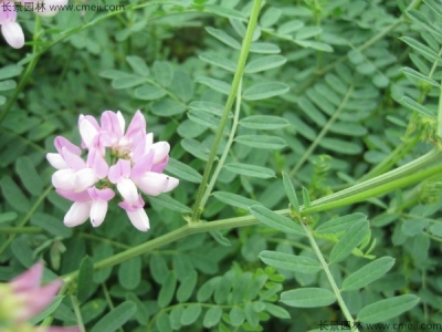 小冠花種子在播種后多久發(fā)芽？