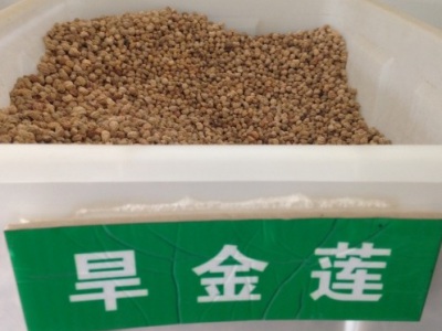 旱金蓮種子幾月播種最好？
