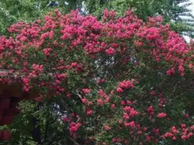 紫薇種子發(fā)芽溫度？