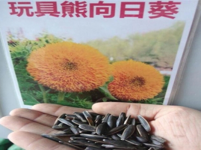 玩具熊矮向日葵種子能吃嗎？