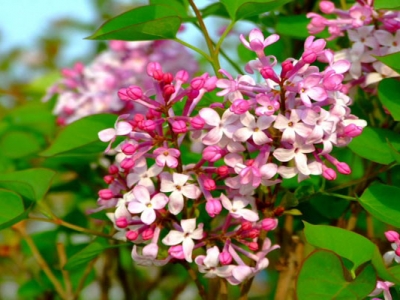 丁香種子播種后多長時間發(fā)芽？
