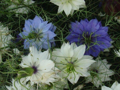 波斯寶石花冬天開(kāi)花嗎？