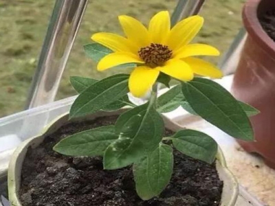 小矮人迷你向日葵的開花季？