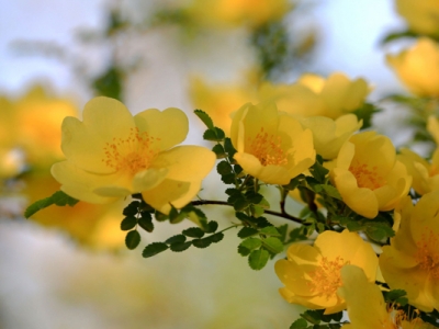 黃刺玫種子可以當(dāng)年種植嗎？