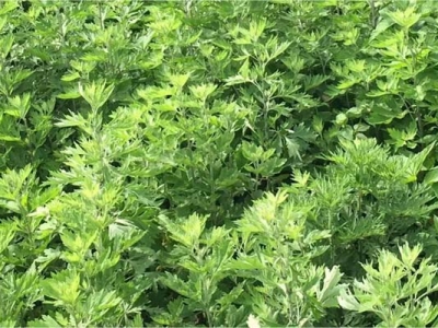 艾草種子六月可以播種嗎？