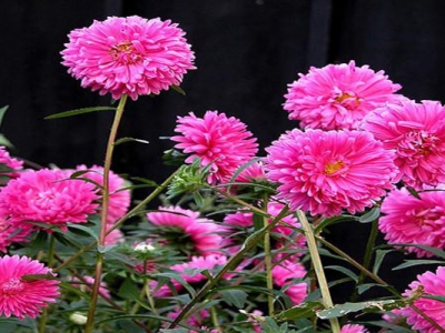 翠菊種子多久開花？