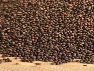 紫蘇種子播種時間是幾月？