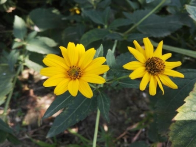 日光菊種子種植時(shí)間是幾月？