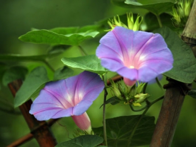 牽?；ǚN子幾天發(fā)芽出苗？