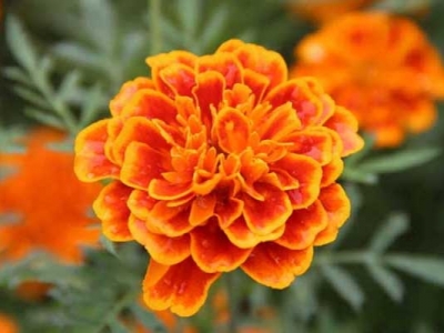 萬壽菊種子幾天發(fā)芽？