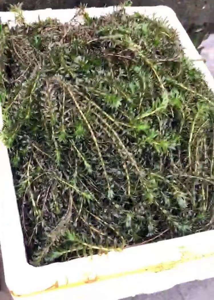 黑藻裝箱現(xiàn)場