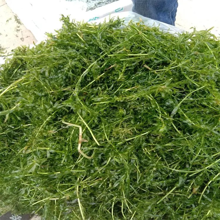 黑藻裝箱現(xiàn)場