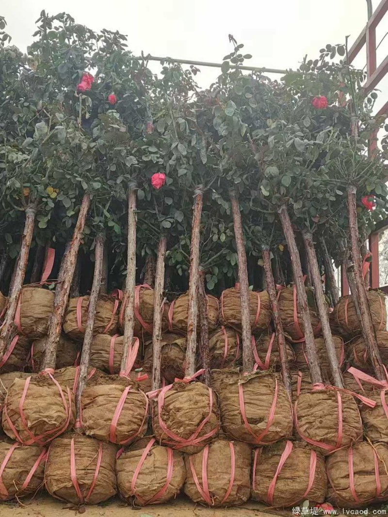 月季樹(shù)樹(shù)樁月季lvcaod.com