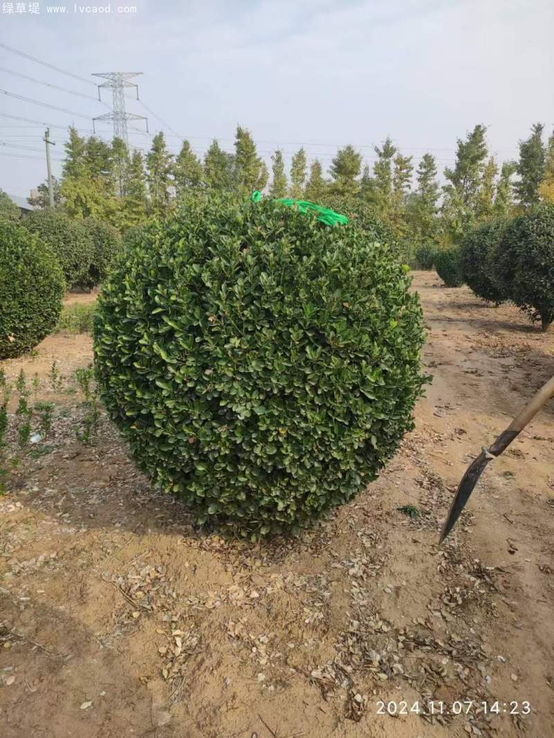 大葉冬青苗