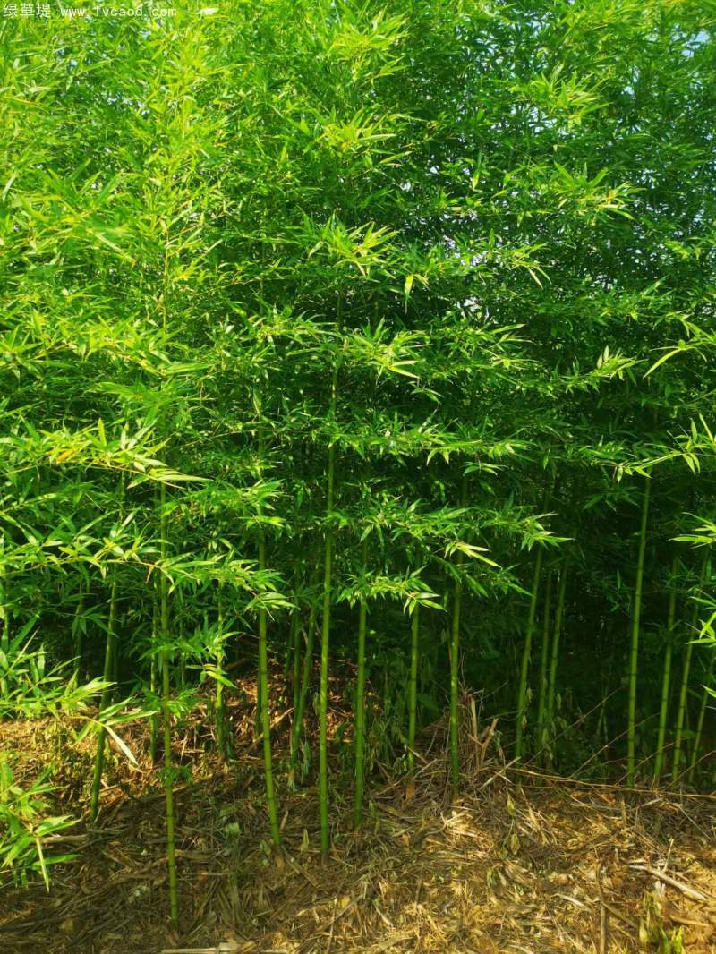 青竹苗綠竹苗