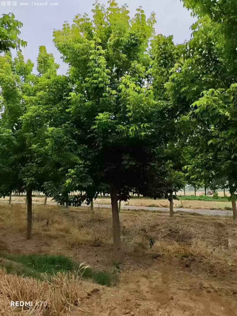 復(fù)葉槭