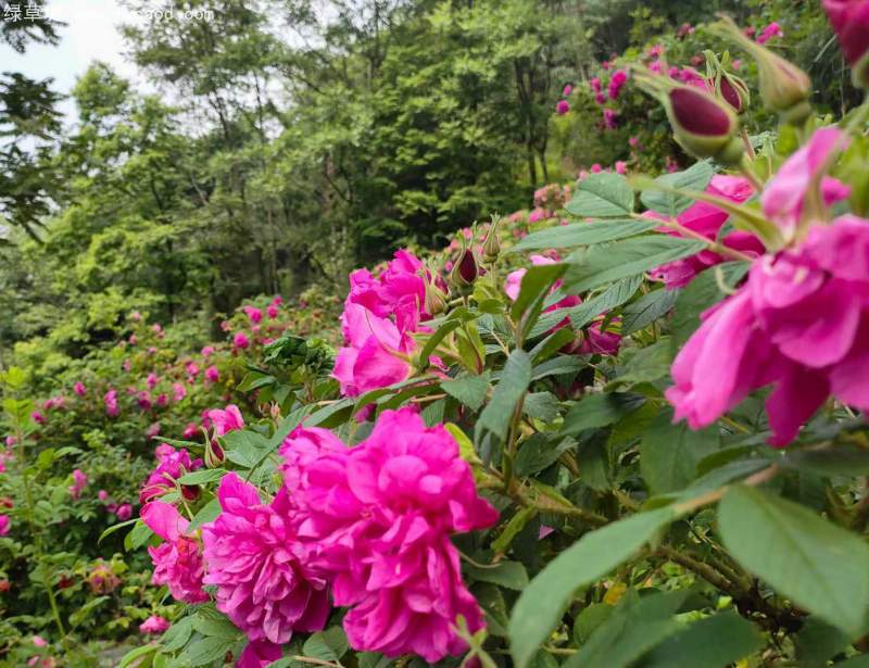 正宗玫瑰花