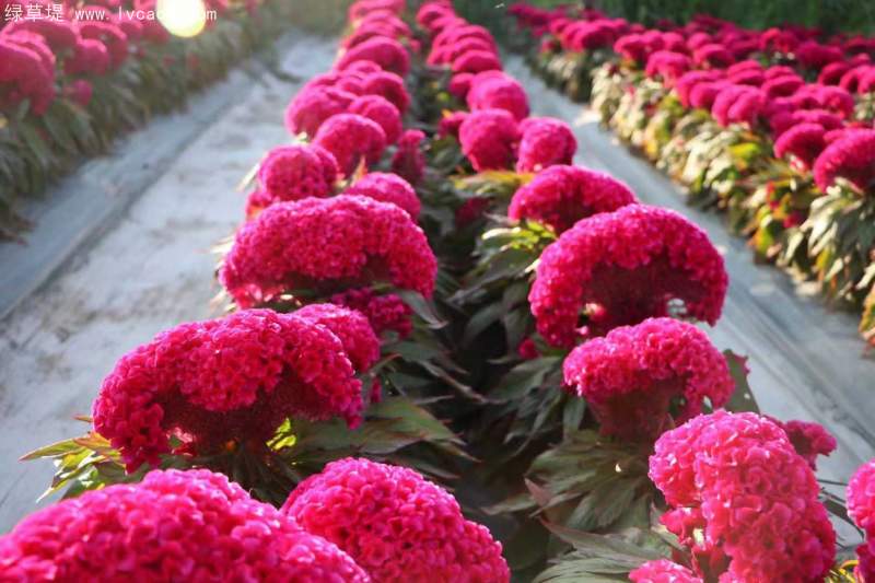 雞冠花