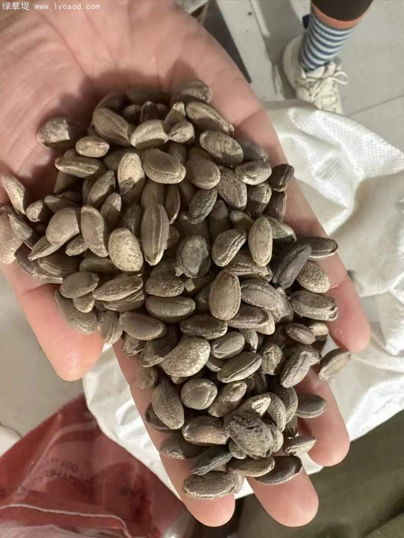 瓜蔞種子