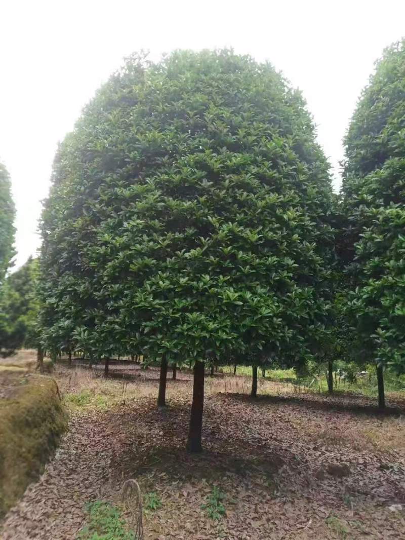 桂花樹(shù)