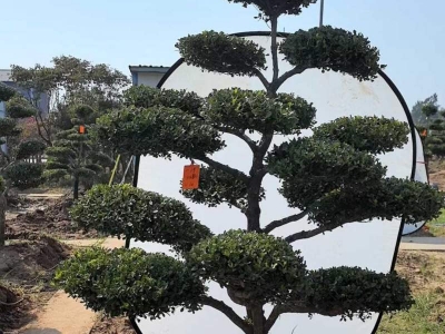 造型黃楊盆景