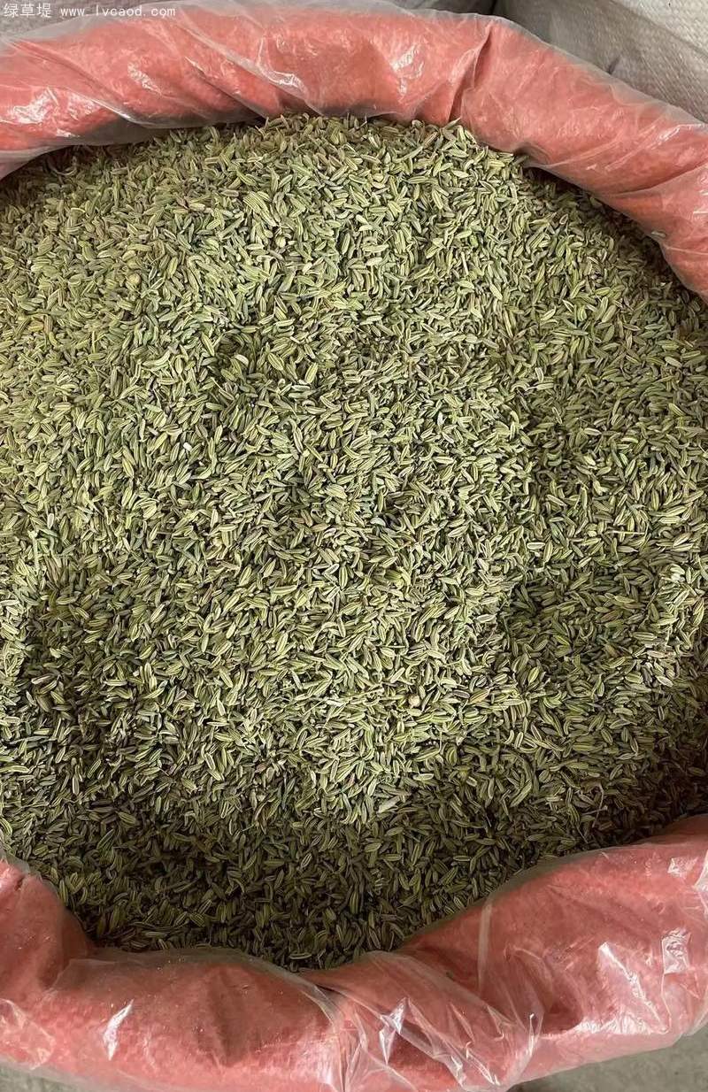 茴香種子