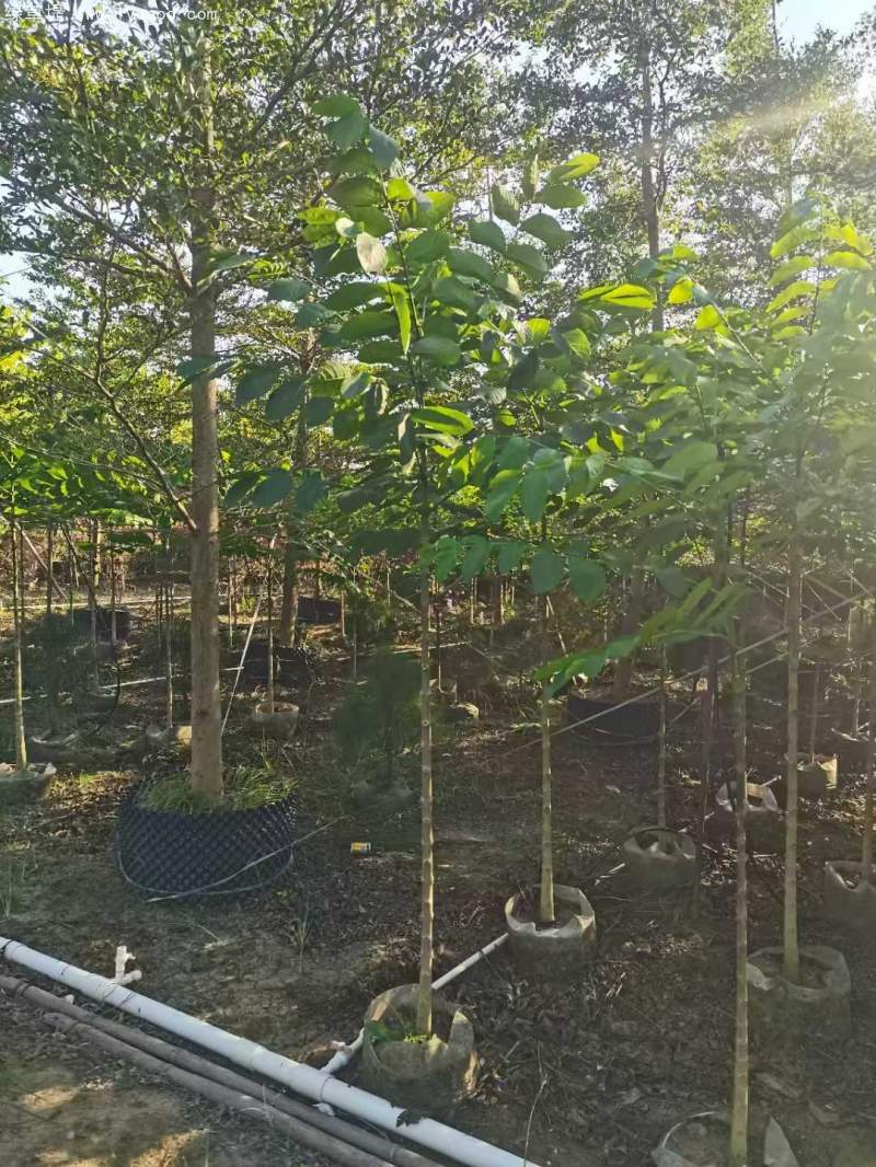 火焰木樹苗