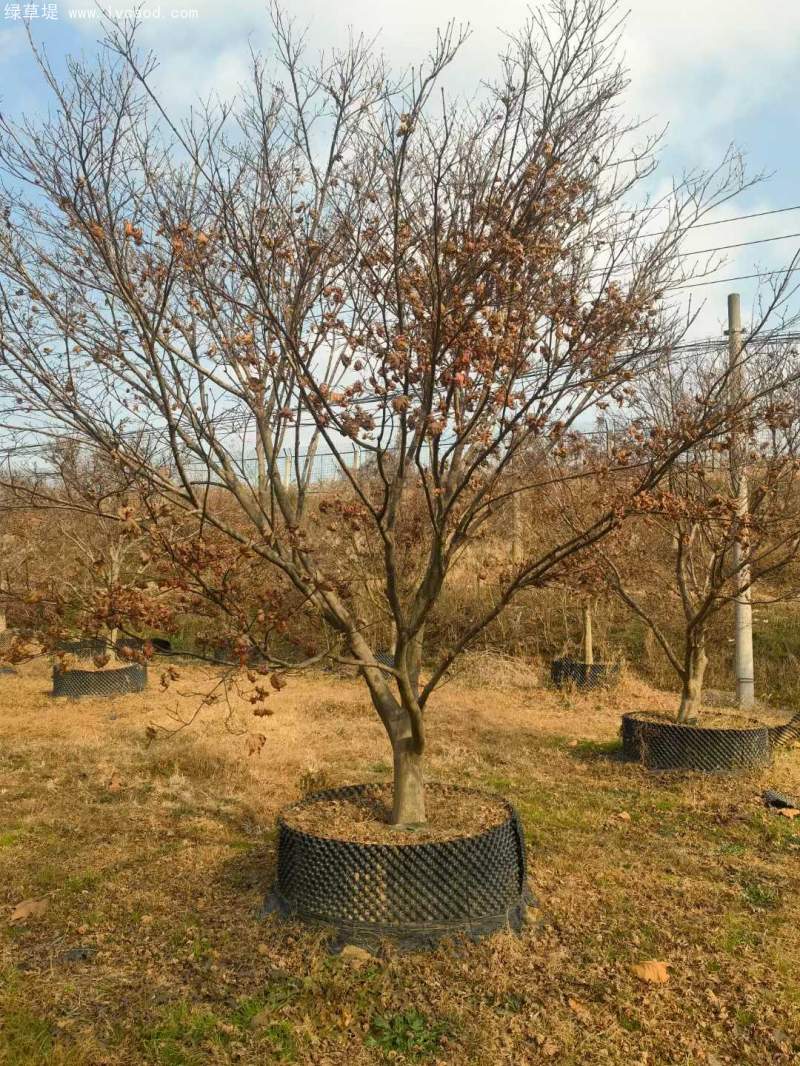 中國紅楓