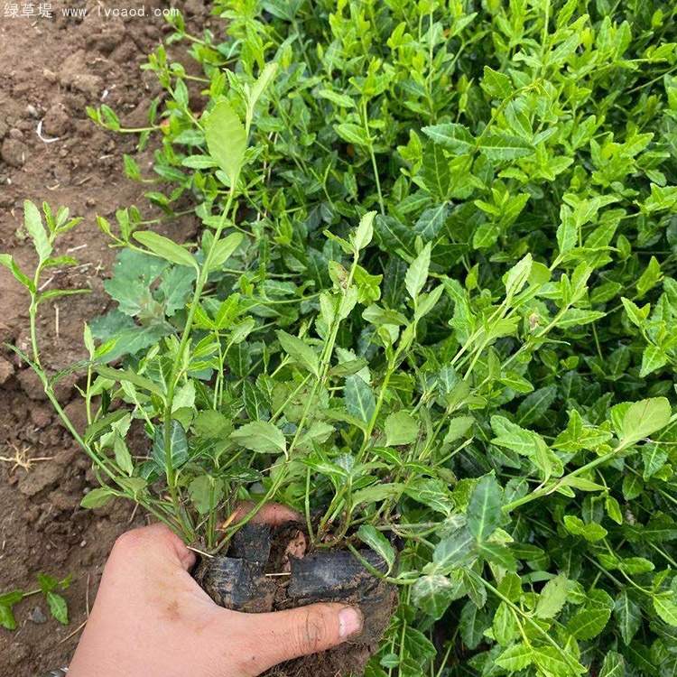 扶芳藤