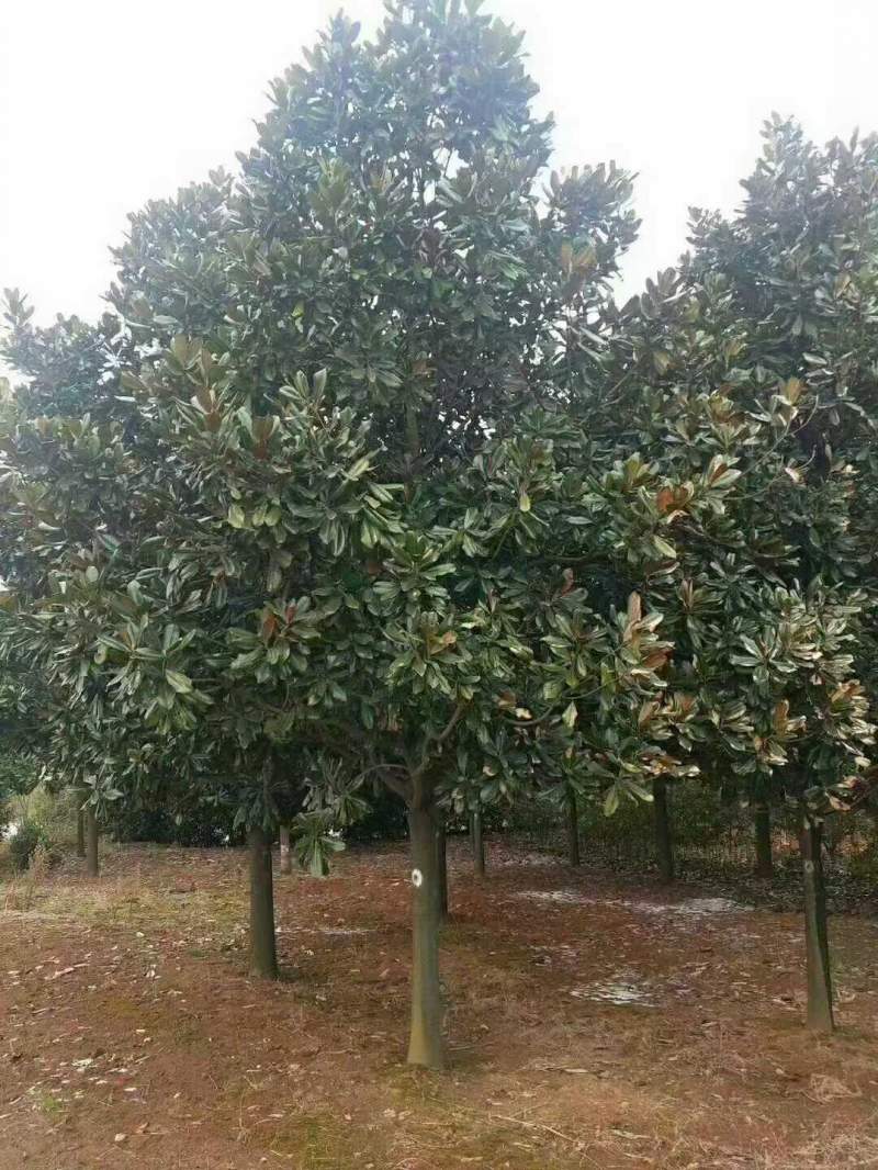廣玉蘭