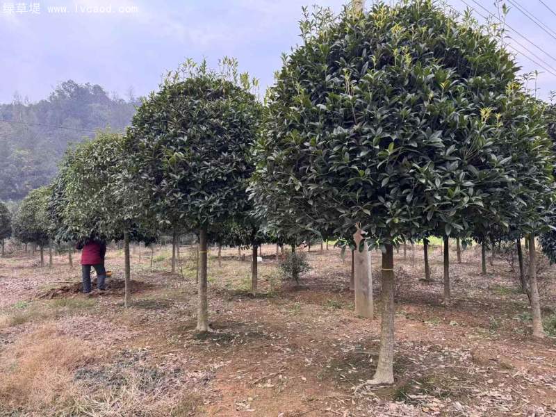 桂花樹