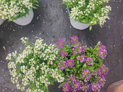 香雪球