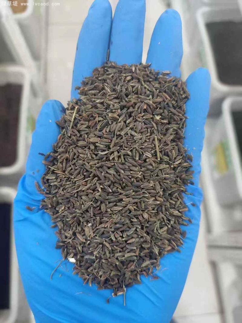 南沙參種子