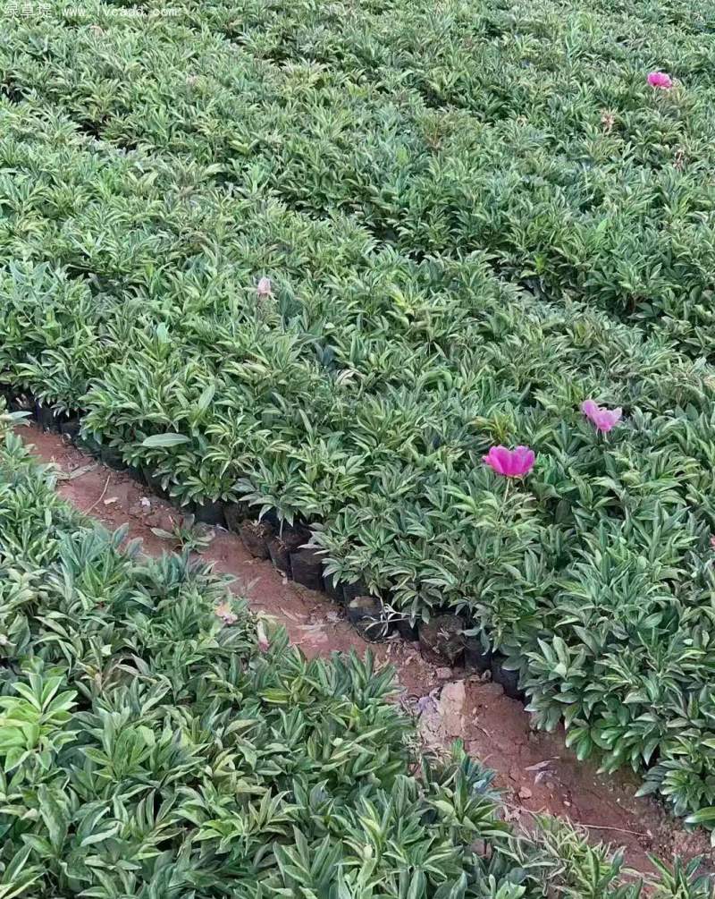 芍藥盆栽